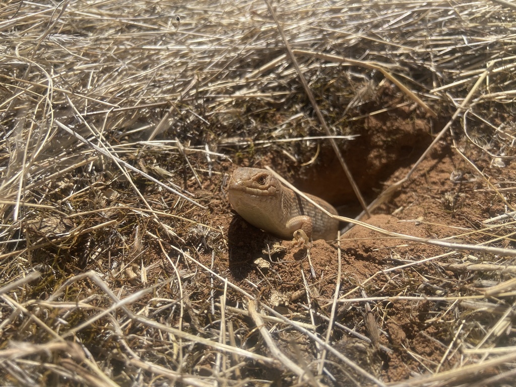 かくれんぼ達人のトカゲ、秘境で生き延びる　新天地への移住問題で論争
