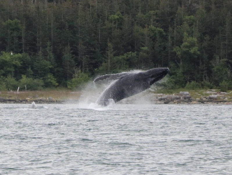 地球温暖化の救世主か!? 一頭のクジラは数千本の木に匹敵するCO2を吸収