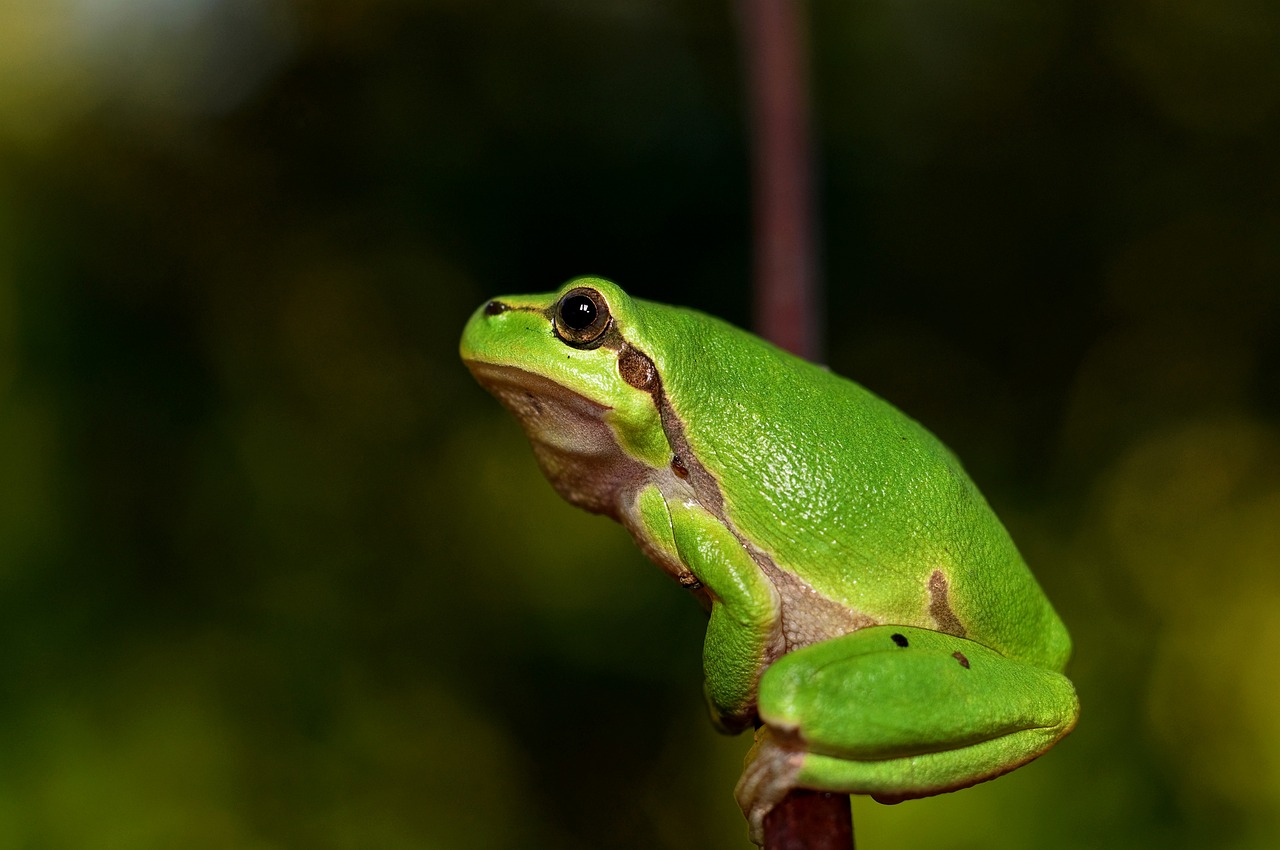 追い詰められるカエルたち！？ 気候変動が迫る食性の変化と、生き残りの限界