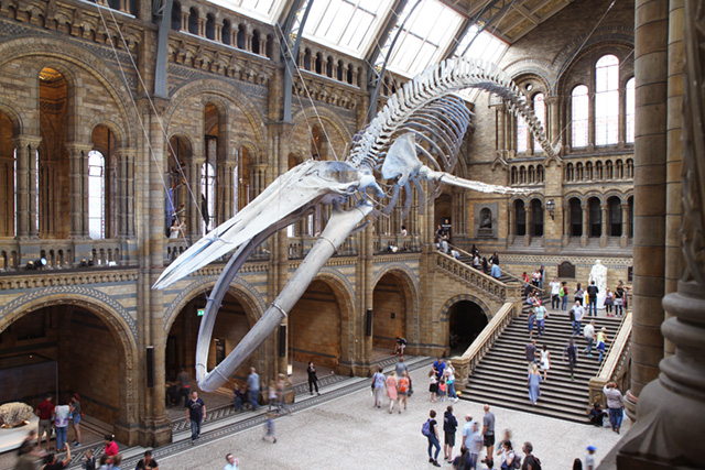 ロンドン自然史博物館のエントランス　シロナガスクジラの骨格標本「Hope」