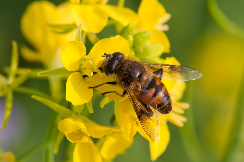 ＜生物多様性と人類の危機＞受粉障害による早期死亡 世界で約427,000人が犠牲に！