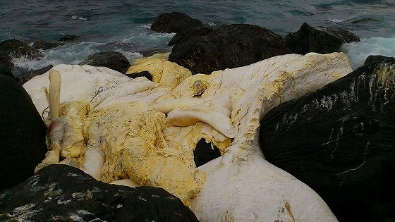 打ちあがったマッコウクジラ