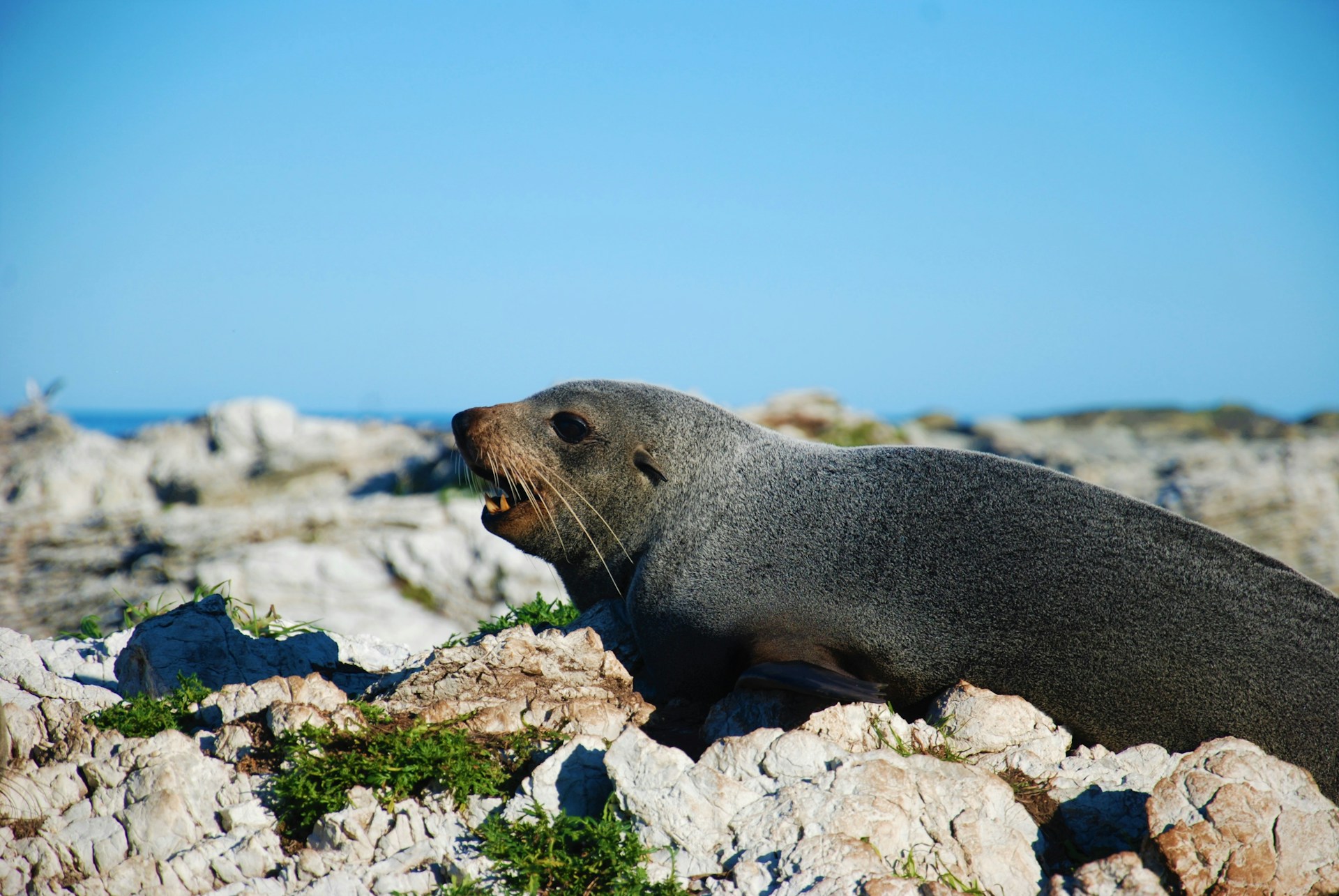 アザラシと鳥たちが告げる気候と生物多様性の危機