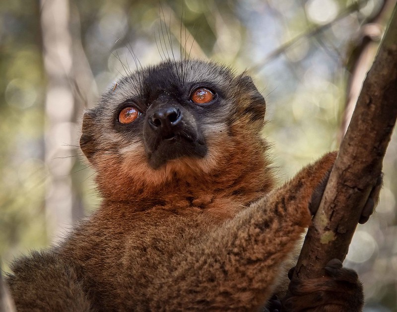 絶滅の危機に直面する霊長類 マダガスカルのキツネザルも！