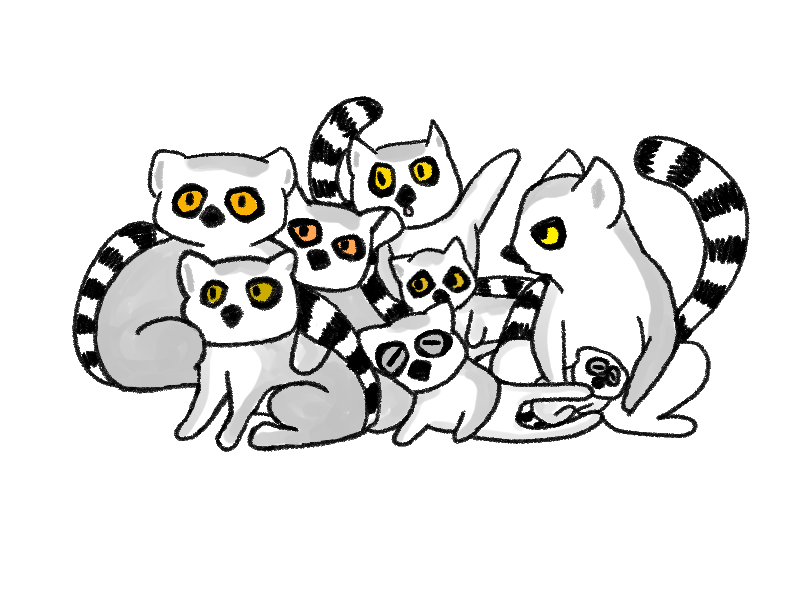 まるで幽霊？！マダガスカルの象徴「ワオキツネザル」