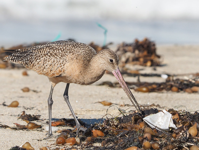 進むプラスチック汚染！鳥類の肺からマイクロプラスチックを初検出