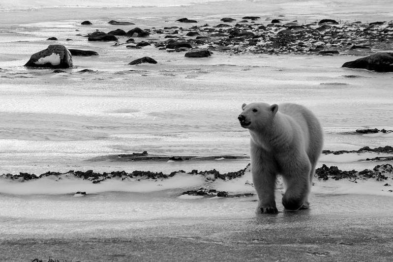 気候変動でホッキョクグマが10年以内に絶滅の危機に？！
