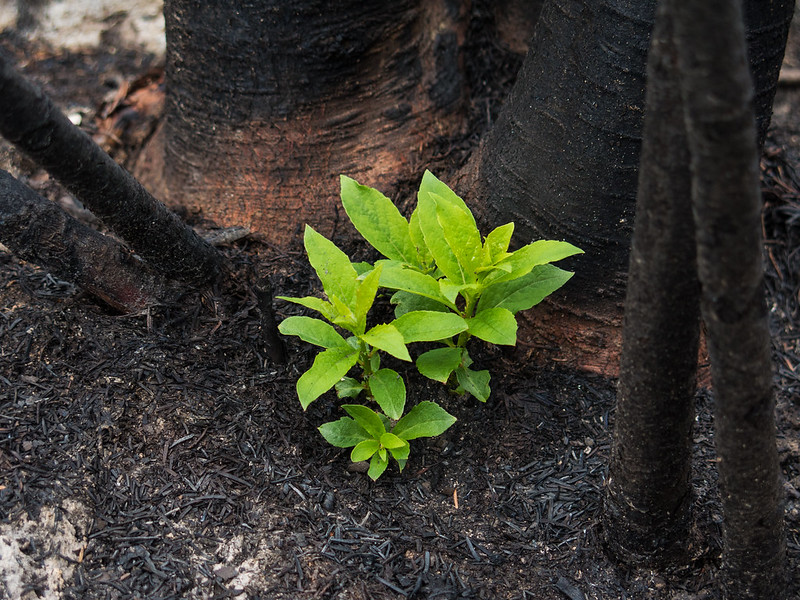 急激な気候変動が森林の未来を奪う！樹木の移動が危機的に