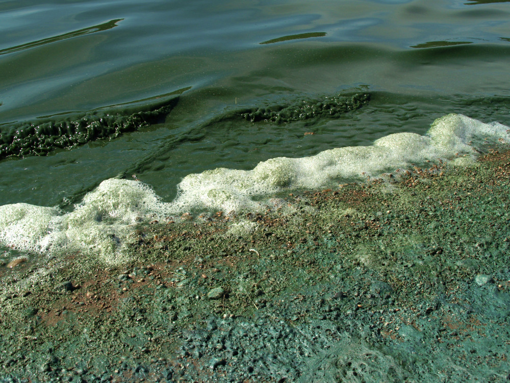 地球温暖化で海の色が変化している。どうして？