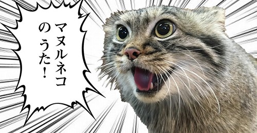 にゃんこと一緒にSDGs！#にゃんこSDGs