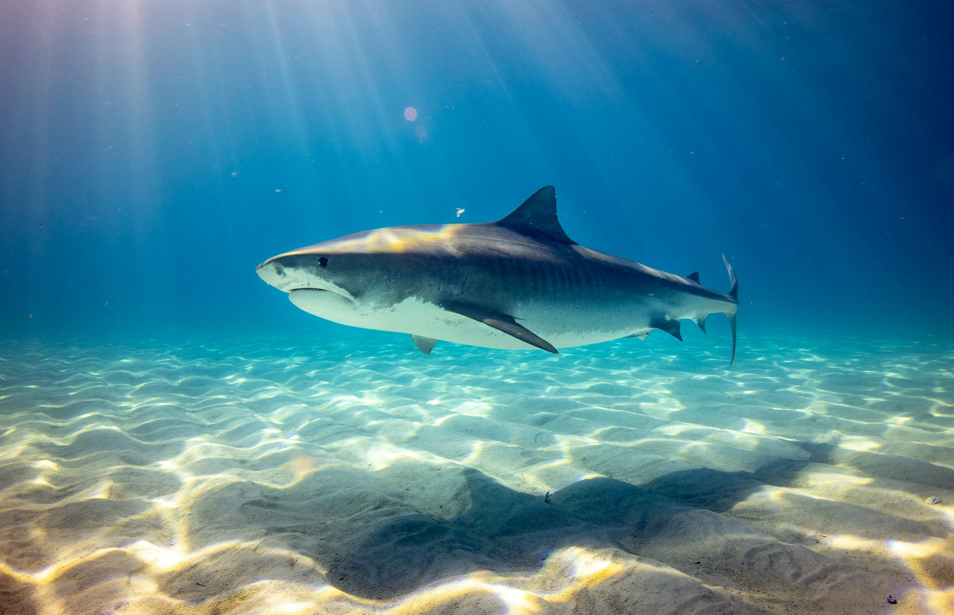 海の王者が追い詰められる日 サメとマグロを襲う「熱」と「酸欠」の二重苦