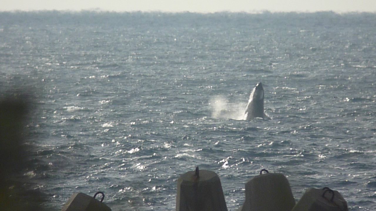 カフェの中から見えるクジラ