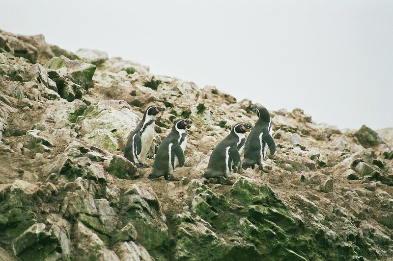 チリのフンボルトペンギン、個体数激減で絶滅の可能性