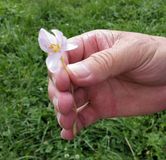 https://www.dreamstime.com/photos-images/saffron-flower.html
