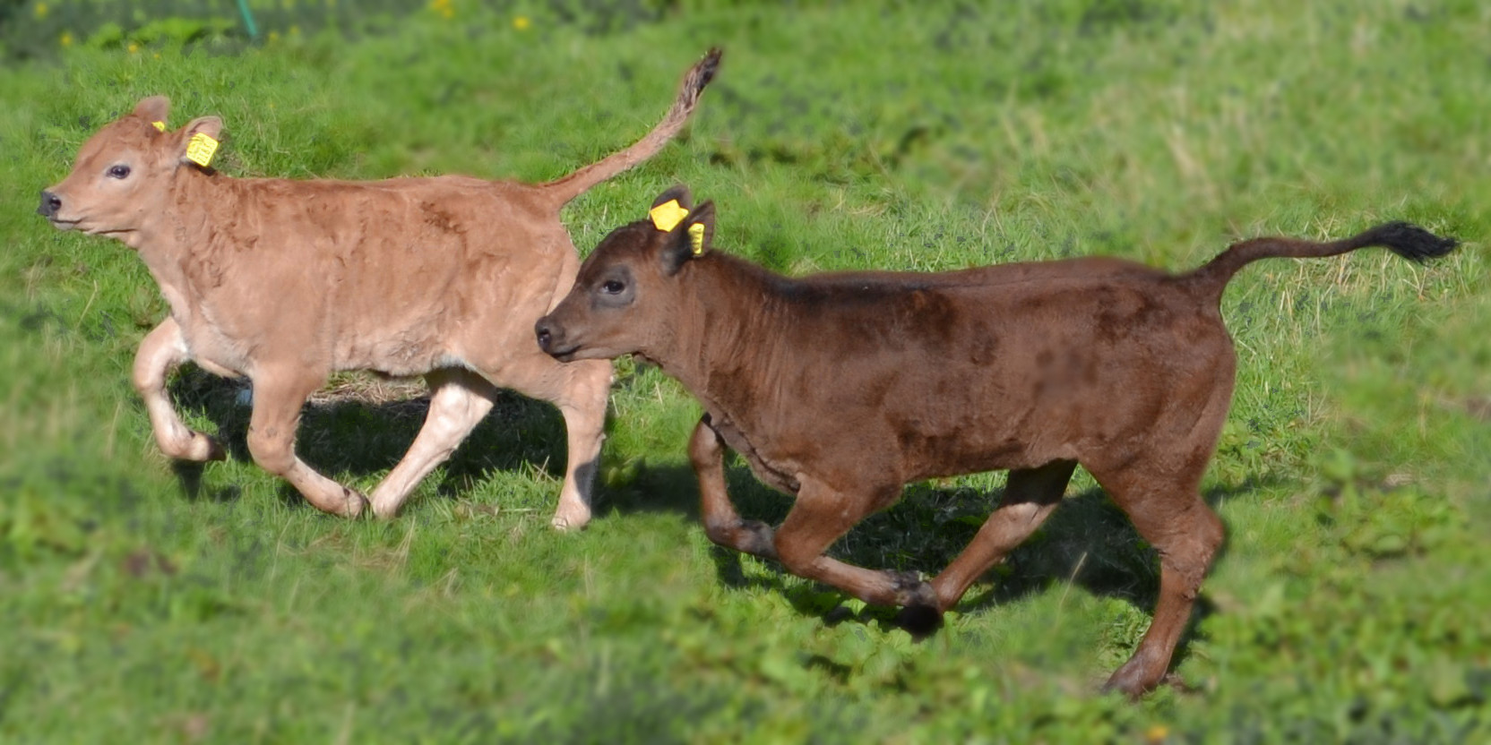 Organic Veal Hof il Muot