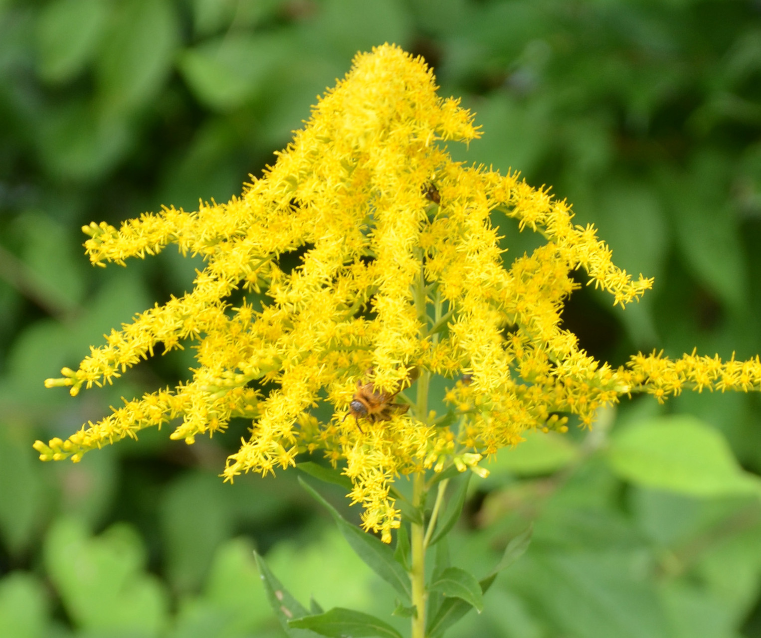 セイタカアワダチソウ もっと身近に 額田医学生物学研究所 付属病院