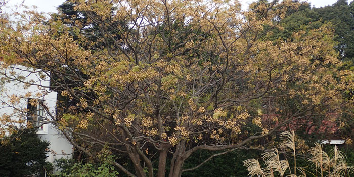 センダン 額田医学生物学研究所 付属病院