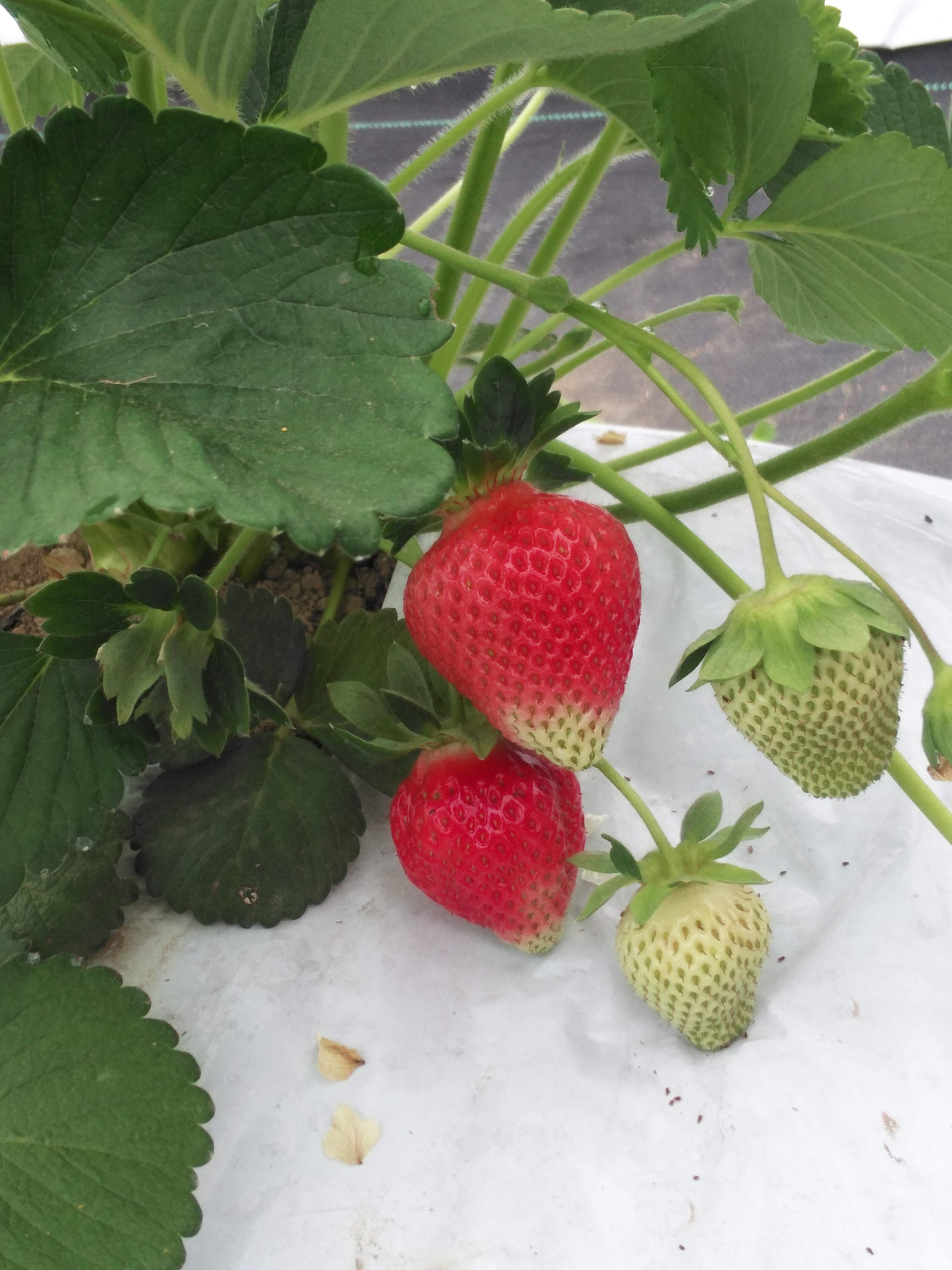 いちご農家あべファーム - 下北夏秋いちご あべファームwith（株）A-berry