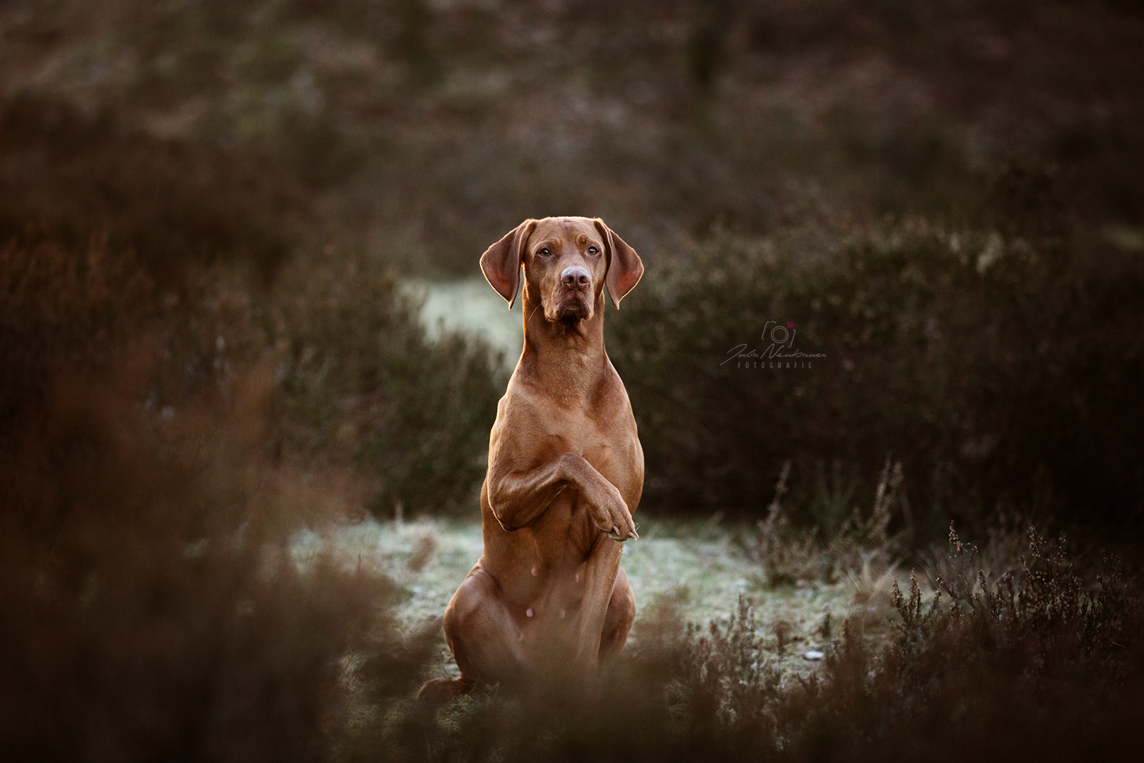 Vizsla_Fotografin_Studio_Hund_draußen_Fotografie_Recklinghausen