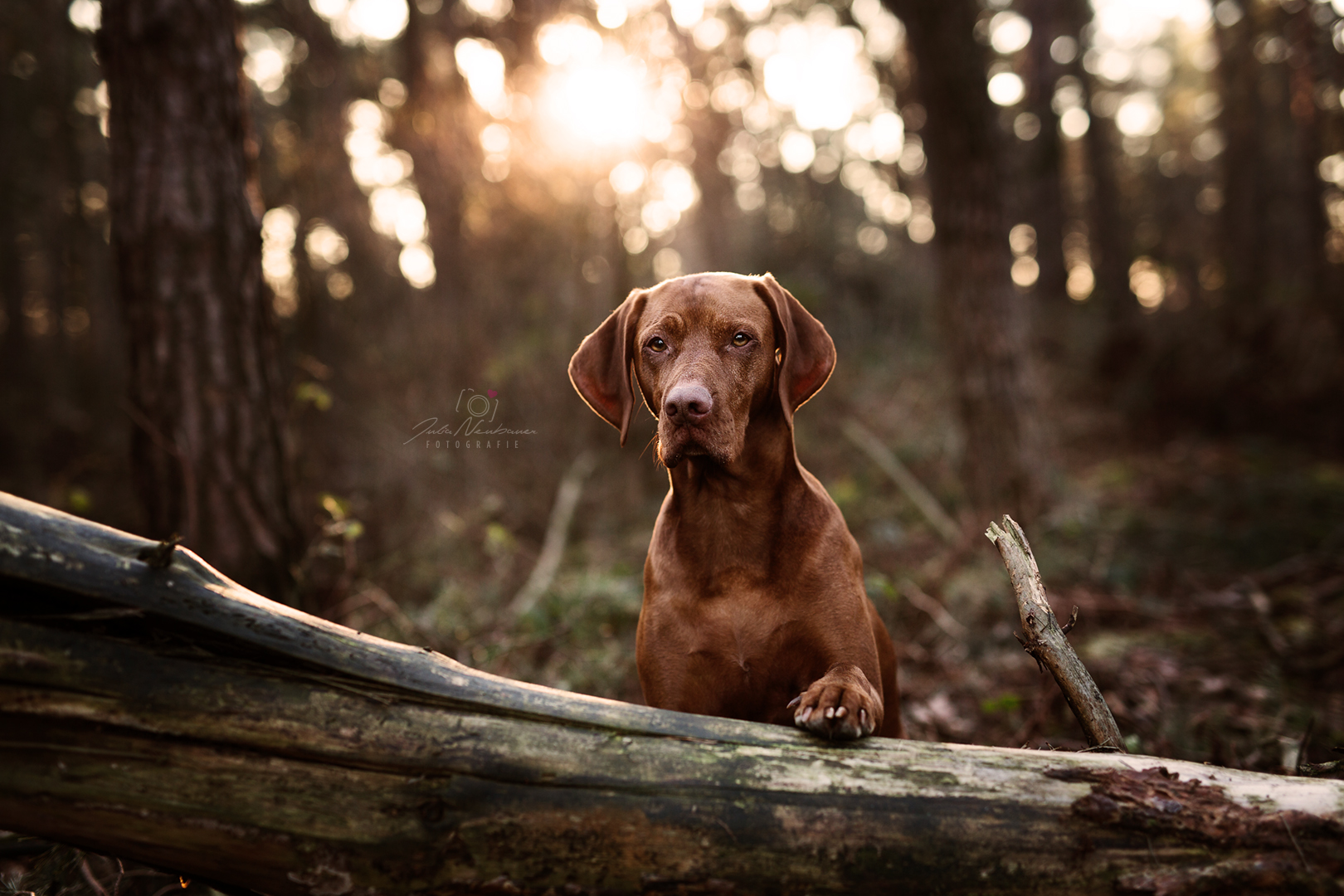 Vizsla_Fotografin_Studio_Hund_draußen_Fotografie_Recklinghausen