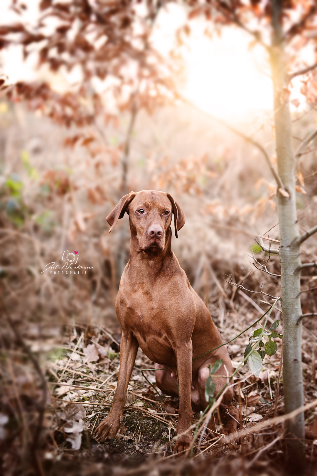 Vizsla_Fotografin_Studio_Hund_draußen_Fotografie_Recklinghausen