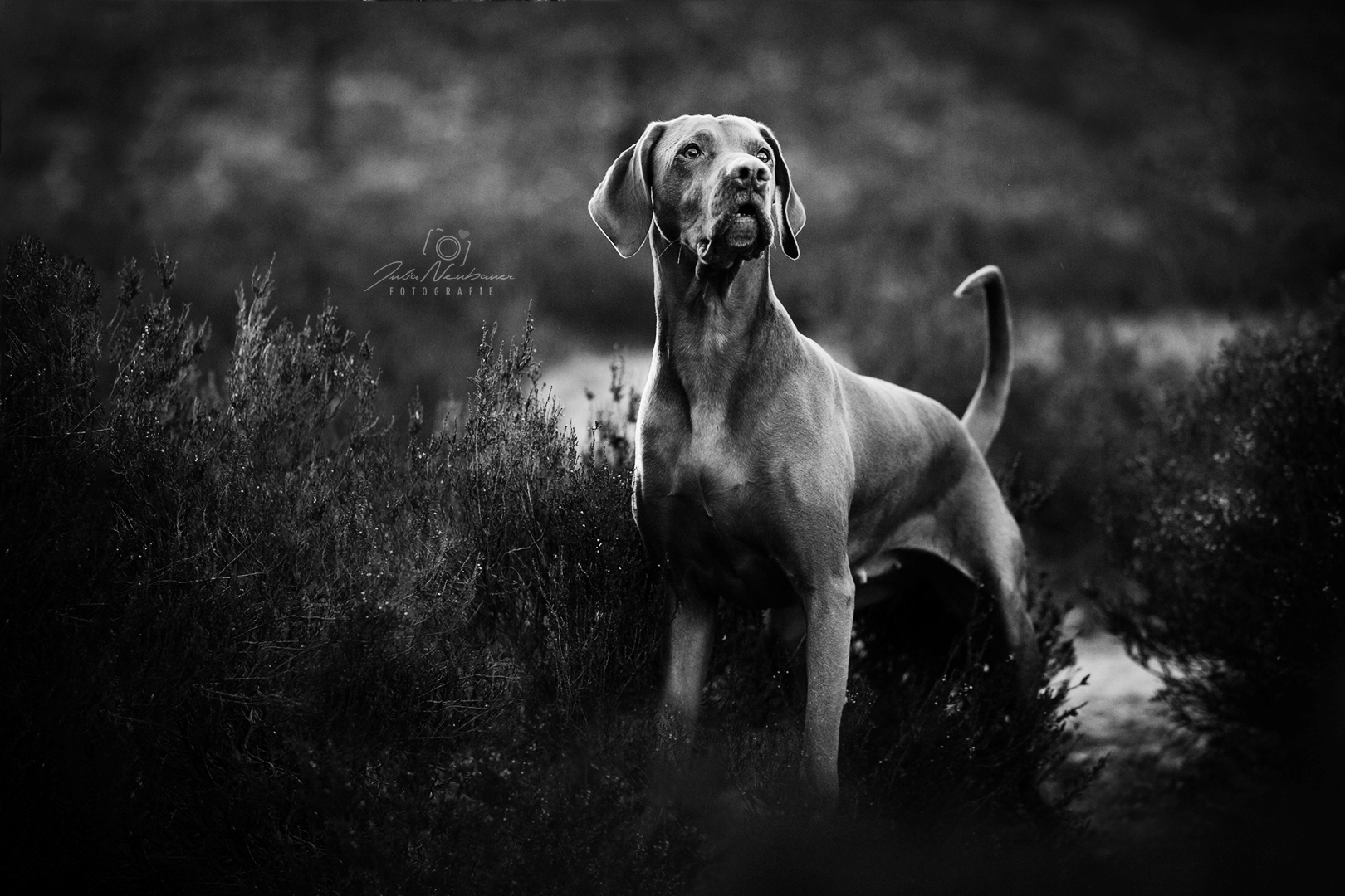 Vizsla_Fotografin_Studio_Hund_draußen_Fotografie_Recklinghausen