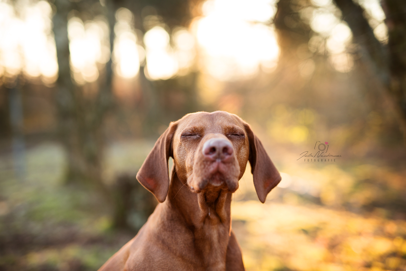 Vizsla_Fotografin_Studio_Hund_draußen_Fotografie_Recklinghausen