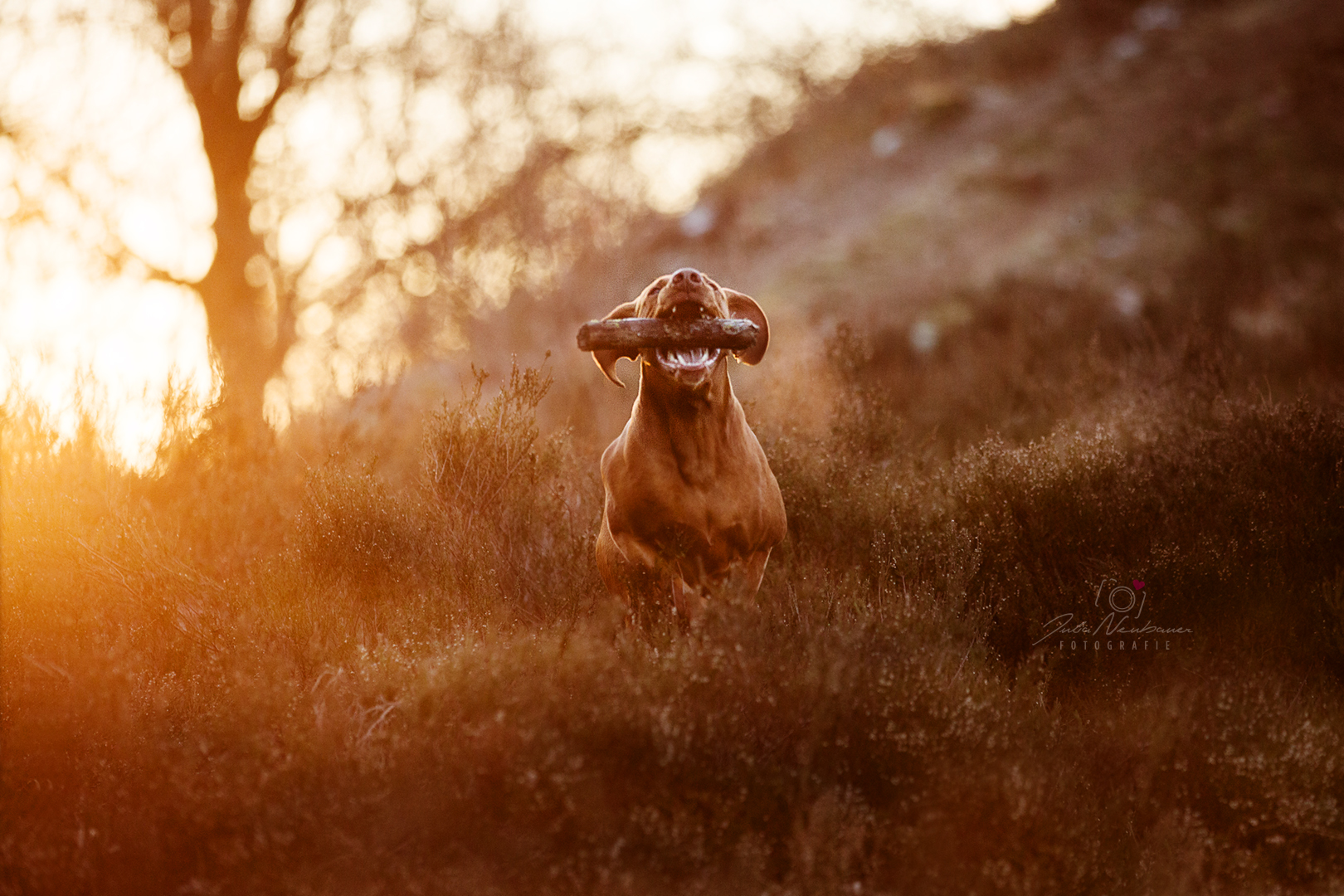 Vizsla_Fotografin_Studio_Hund_draußen_Fotografie_Recklinghausen