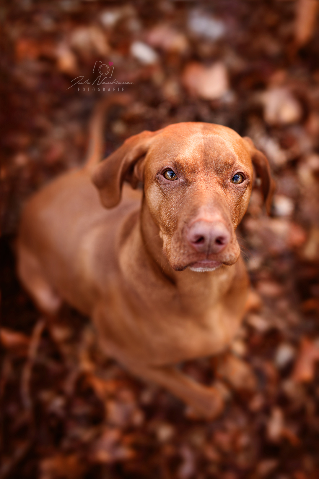 Vizsla_Fotografin_Studio_Hund_draußen_Fotografie_Recklinghausen