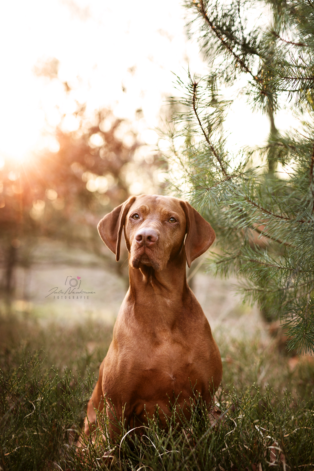 Vizsla_Fotografin_Studio_Hund_draußen_Fotografie_Recklinghausen