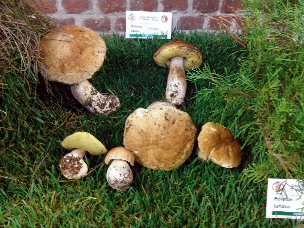 I tavoli della mostra (I porcini... Boletus edulis)