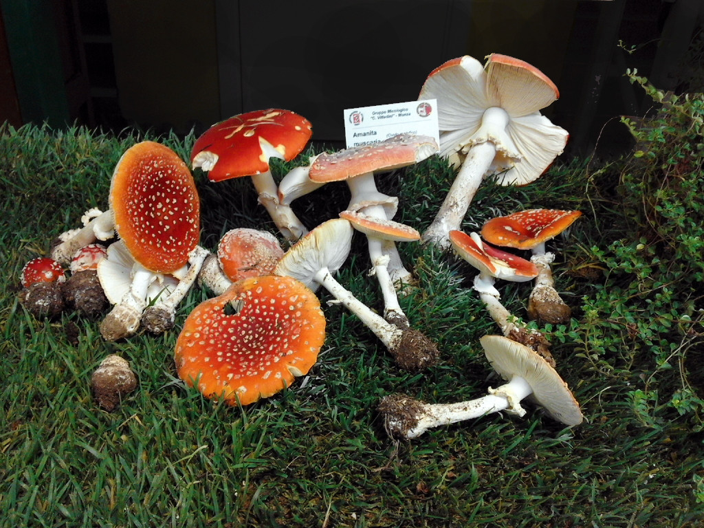 I tavoli della mostra (Amanita muscaria)