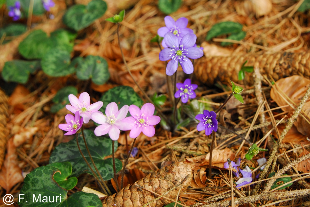 Hepatica nobilis policroma