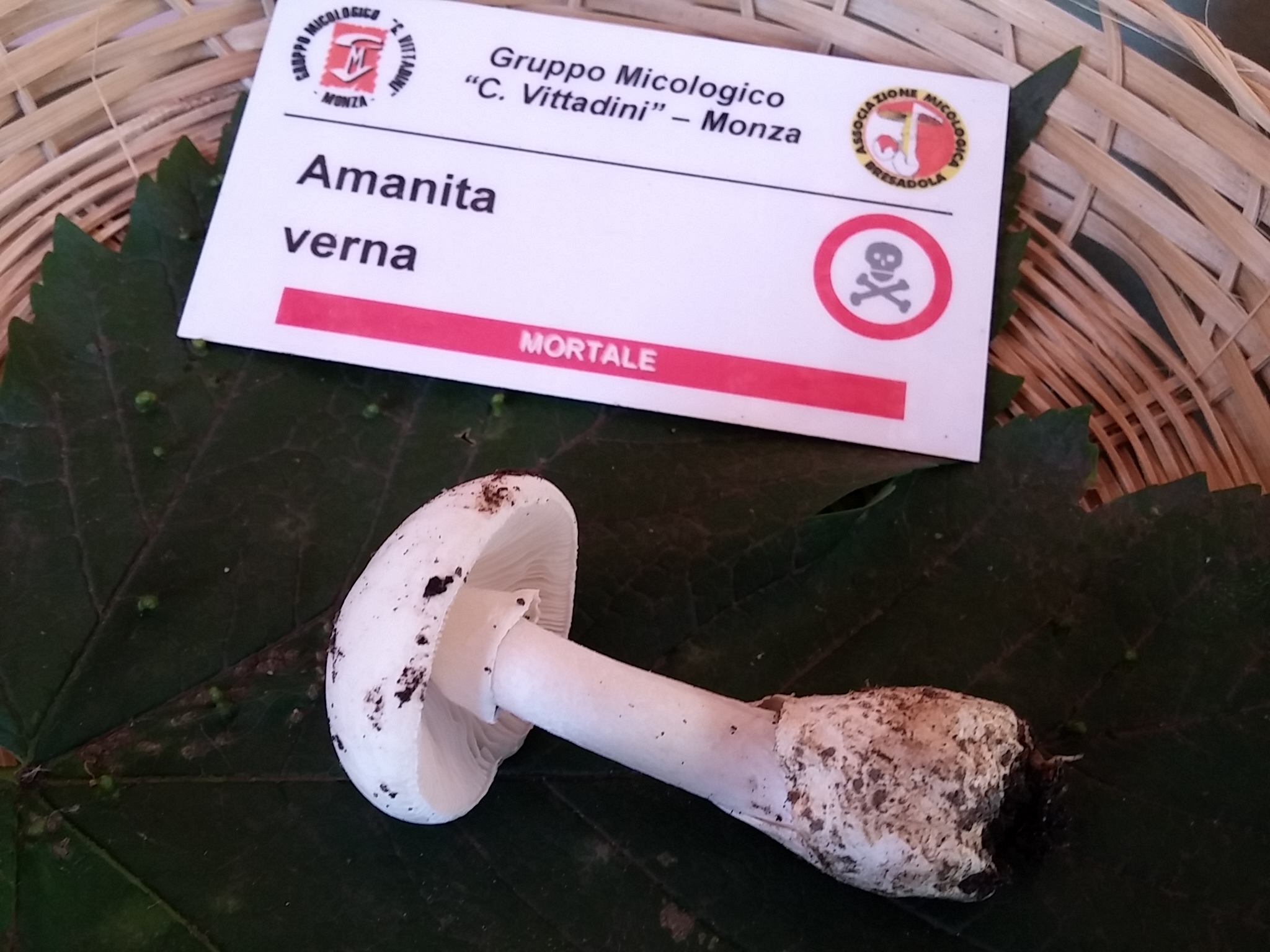 Amanita verna, presenza insolita  (Foto Mauri)