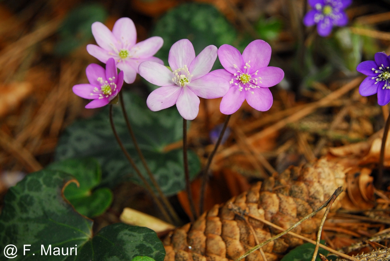 Hepatica nobilis