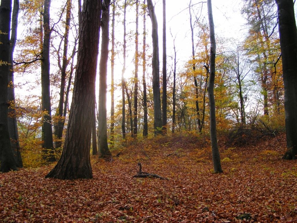 Mal- und Bastelvorlagen - Naturschule Rabe Mal- und Bastelvorlagen - Naturschule Rabe