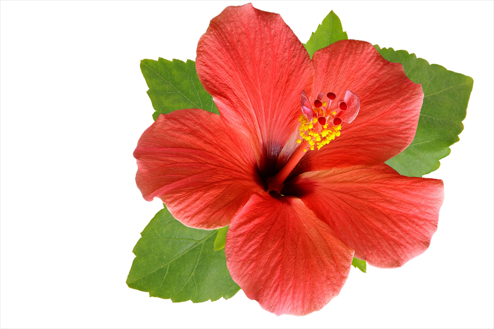 Hibiskusspulver - macht den Orangenbalsam schön orange