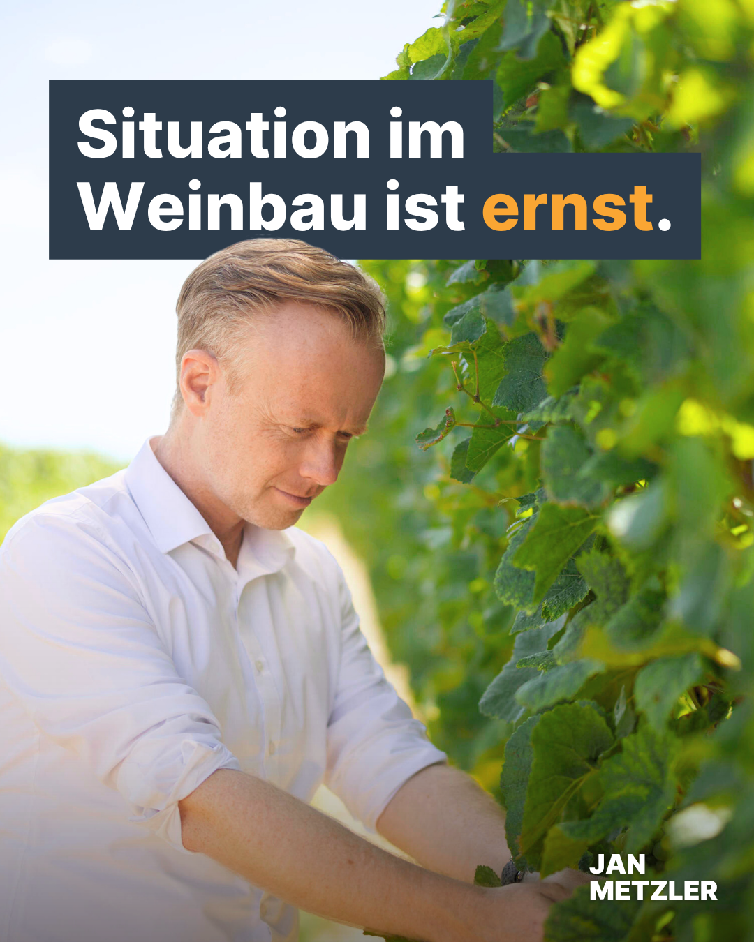 Metzler schreibt an neuen Bundeslandwirtschaftsminister: „Situation im Weinbau ist ernst.“