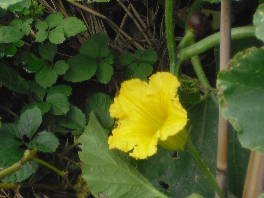 かぼちゃの花も咲きました。