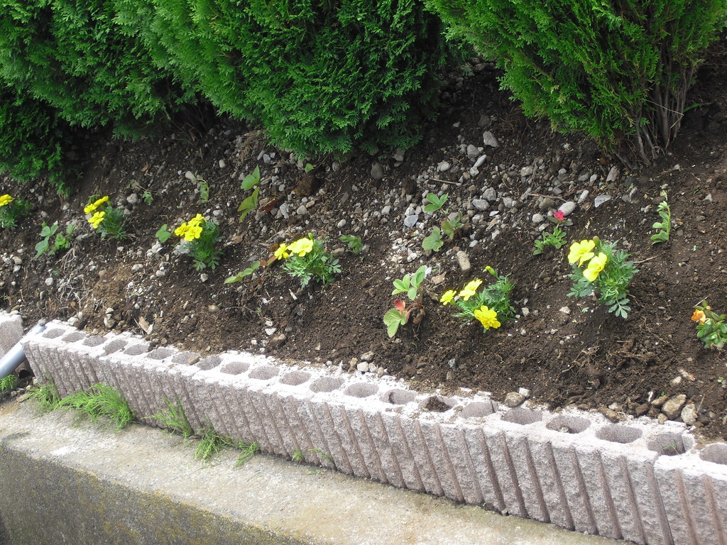 川沿いにも植えました。きれいなお花でいっぱいになりました。