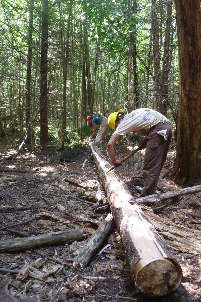 A spruce tree is peeled and prepped to use as a bridge