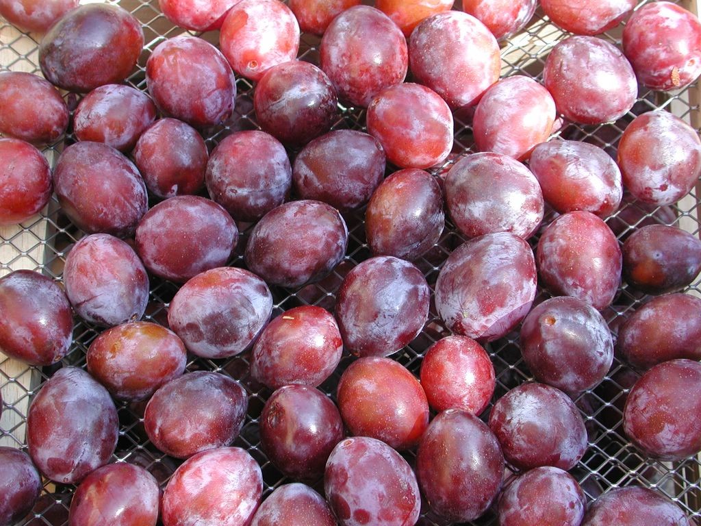 Lot-et-Garonne - Les prunes à pruneaux d'Agen