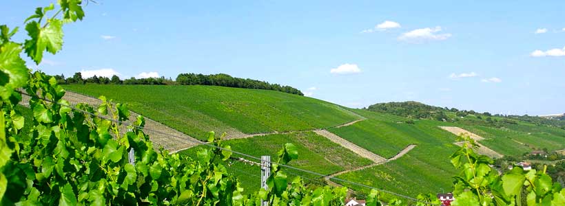 Weingut Hiller am Marsberg