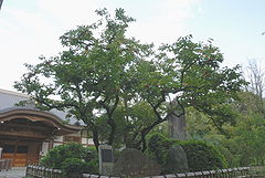 禅寺丸柿の原木