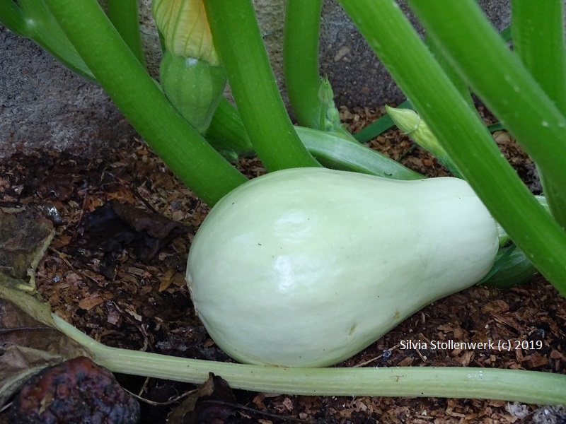 Kreuzung Zwischen Zucchini Und Kurbis Permakultur Garten Blog