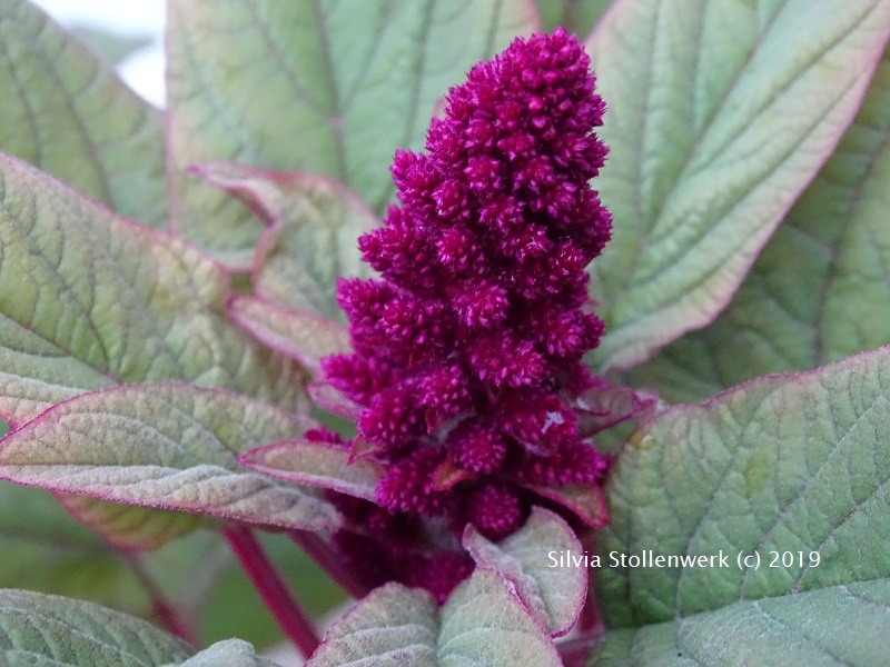 Roter Amaranth Permakultur und Goldstickerei in Bayern
