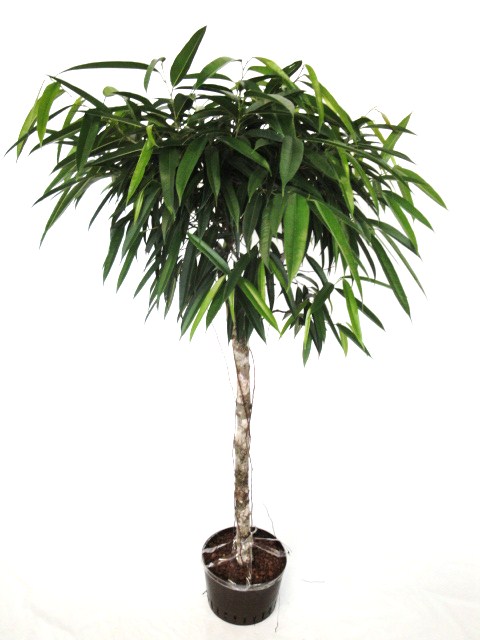 Ficus alii