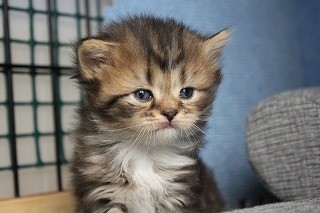 スコティッシュフォールド 子猫 ブリーダー 猫