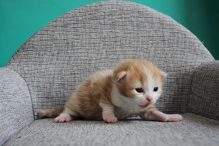 スコティッシュフォールド 子猫 ブリーダー 猫