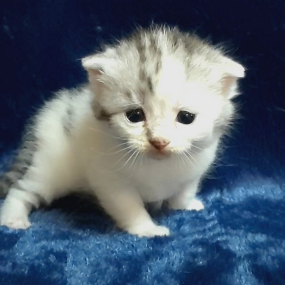 スコティッシュフォールド 子猫 ブリーダー 猫